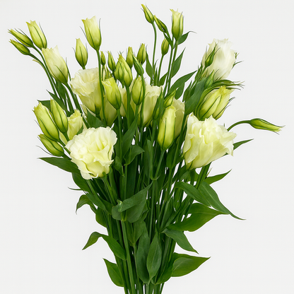 Lisianthus –  My Flower Market, Santa Ana CA