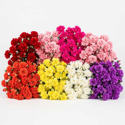 Mini Carnation –  My Flower Market, Santa Ana CA