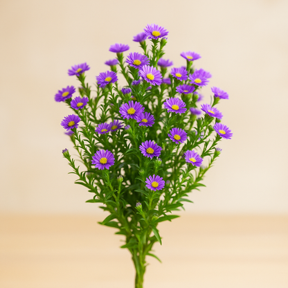 Montecasino Aster –  My Flower Market, Santa Ana CA