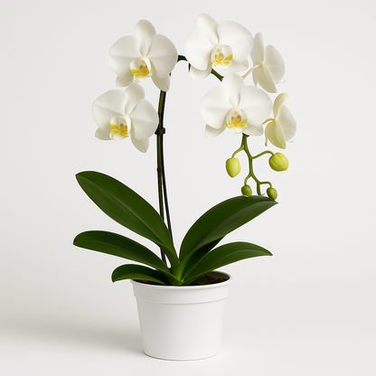 Phalaenopsis Orchid –  My Flower Market, Santa Ana CA