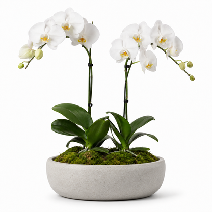 Phalaenopsis Luxury –  My Flower Market, Santa Ana CA