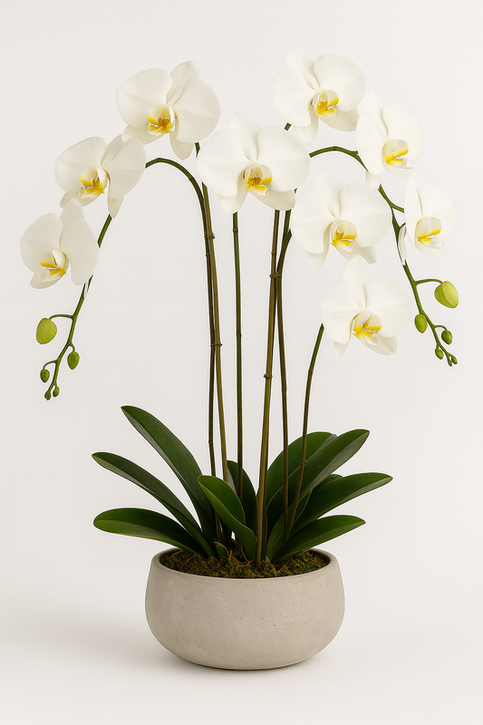 Phalaenopsis Luxury