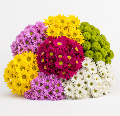 Pompons –  My Flower Market, Santa Ana CA