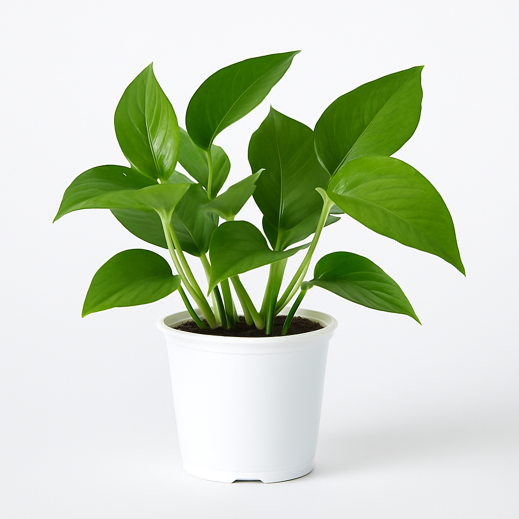 Pothos