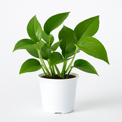 Pothos –  My Flower Market, Santa Ana CA