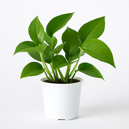 Pothos