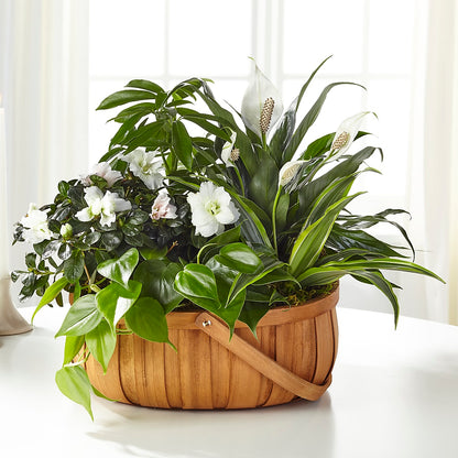 Serene Dishgarden –  My Flower Market, Santa Ana CA