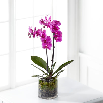 Pink Orchid Plant –  My Flower Market, Santa Ana CA