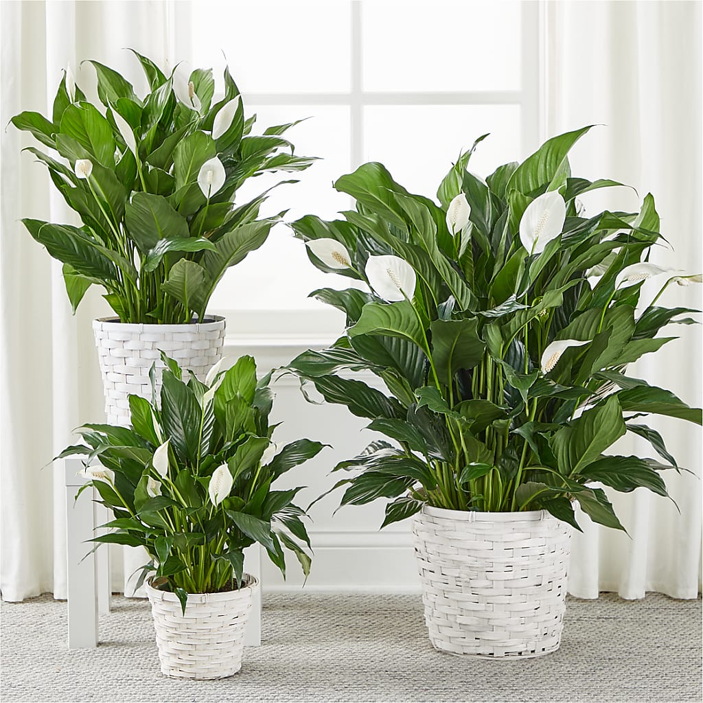 A New Leaf Peace Lily –  My Flower Market, Santa Ana CA