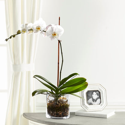 White Orchid Planter –  My Flower Market, Santa Ana CA