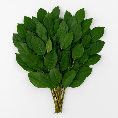 Salal –  My Flower Market, Santa Ana CA
