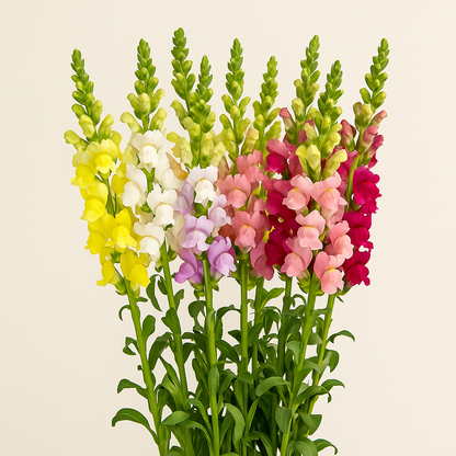 Snapdragon –  My Flower Market, Santa Ana CA