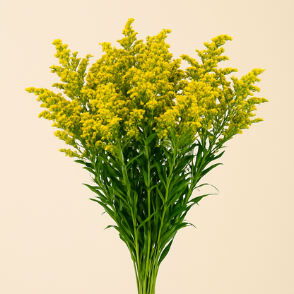 Solidago –  My Flower Market, Santa Ana CA