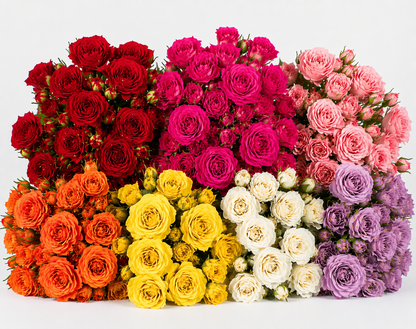 Spray Rose –  My Flower Market, Santa Ana CA