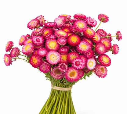 Strawflower –  My Flower Market, Santa Ana CA
