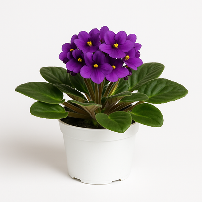 Violets –  My Flower Market, Santa Ana CA