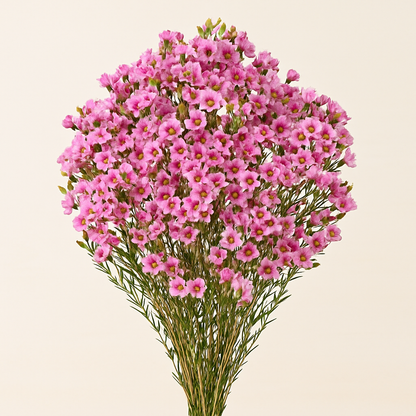 Waxflower –  My Flower Market, Santa Ana CA